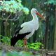 stork in wood