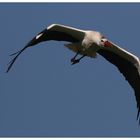 Stork One - ready for landing...