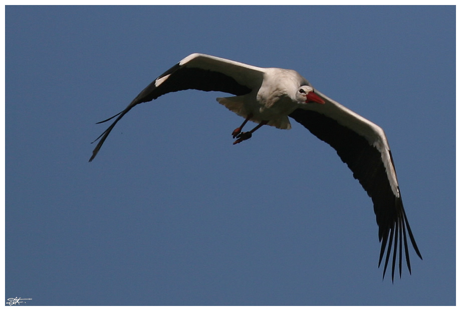 Stork One - ready for landing...