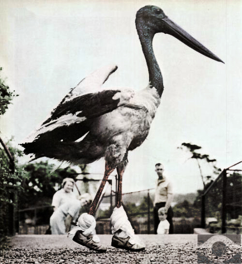 Stork Walker