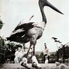 Stork Walker