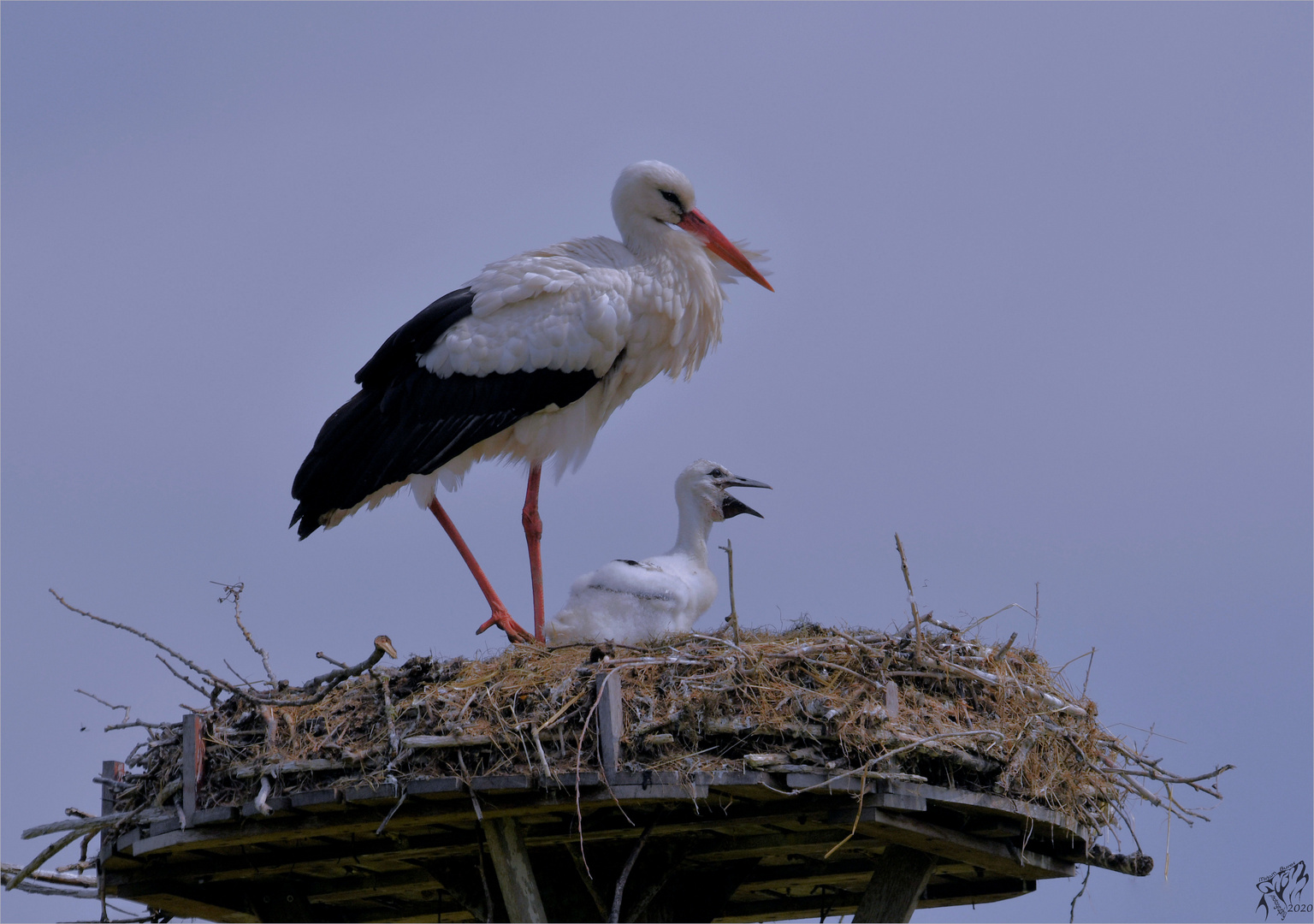 Stork with young ..