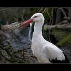 Stork,an amazing bird
