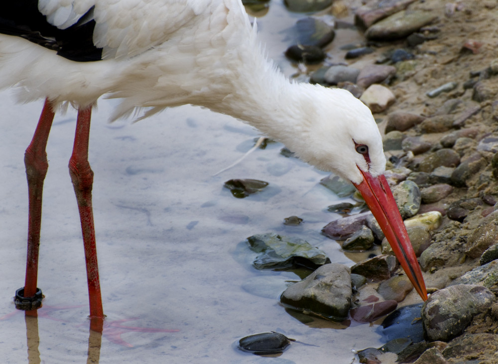 Stork,looking for food