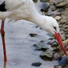 Stork,looking for food