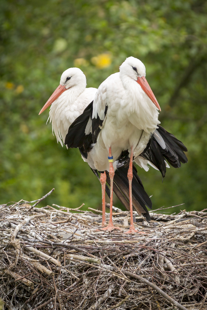 Storks