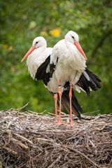 Storks