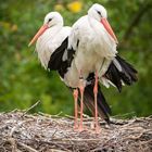 Storks