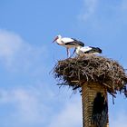 Storks