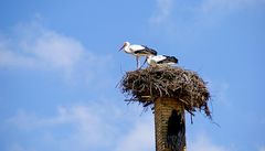 Storks