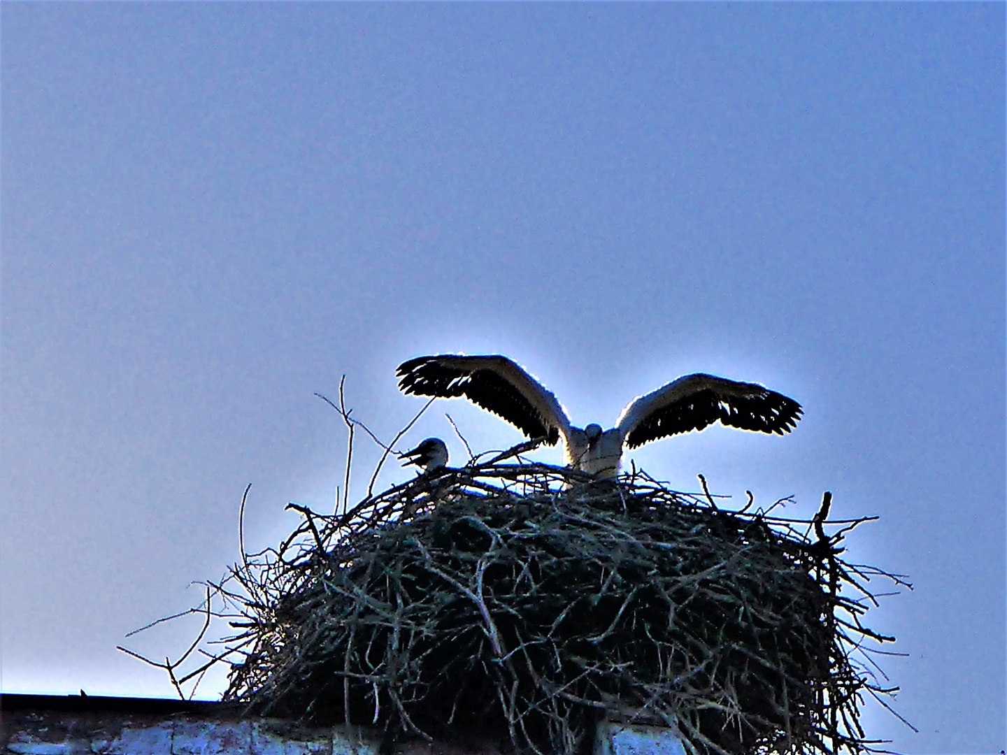 Storks