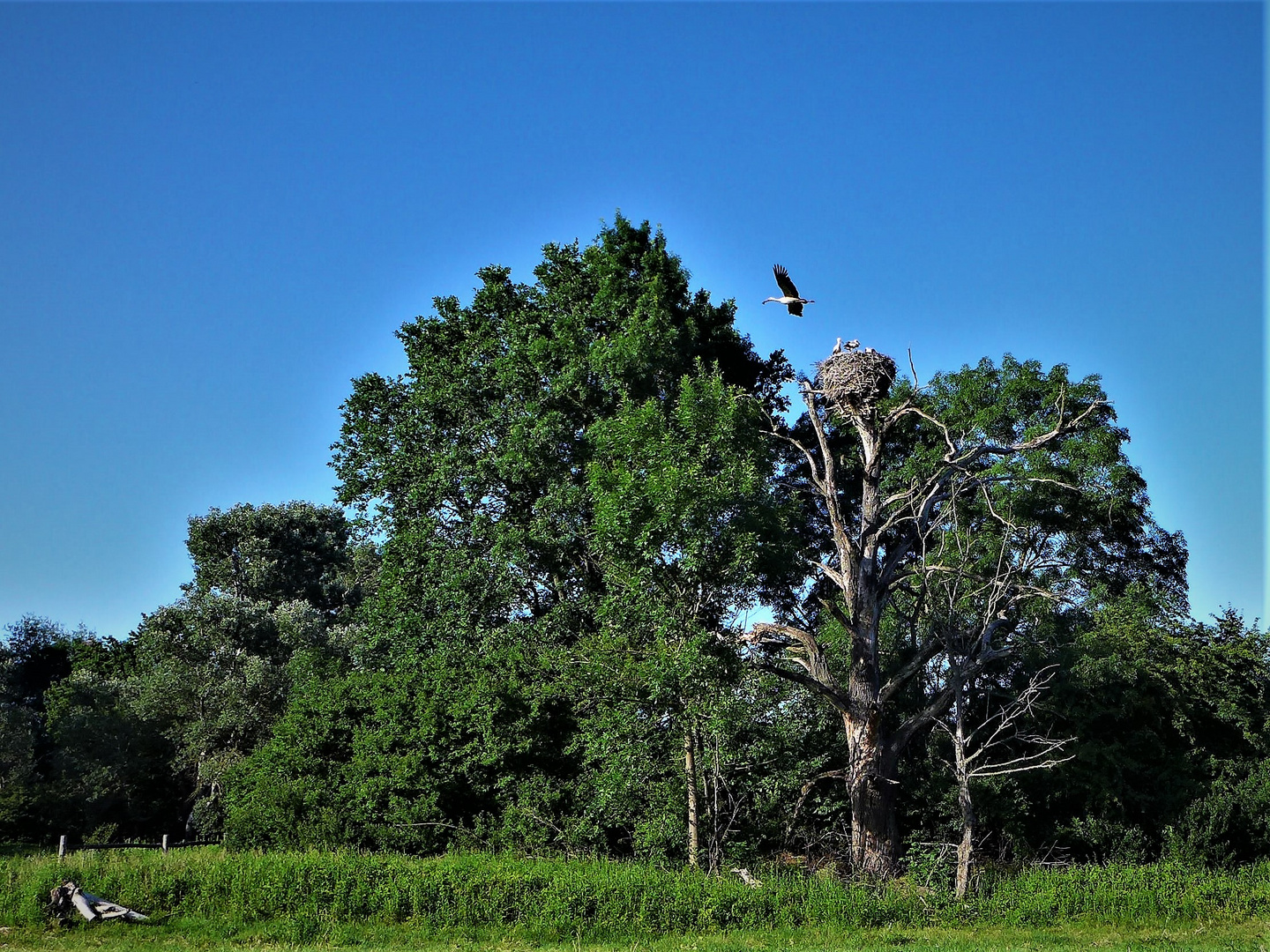 Storks