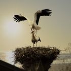 storks