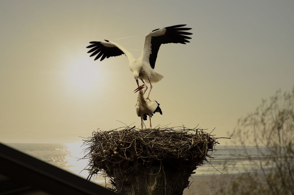 storks