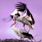 Storks deep in love