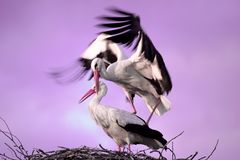 Storks deep in love