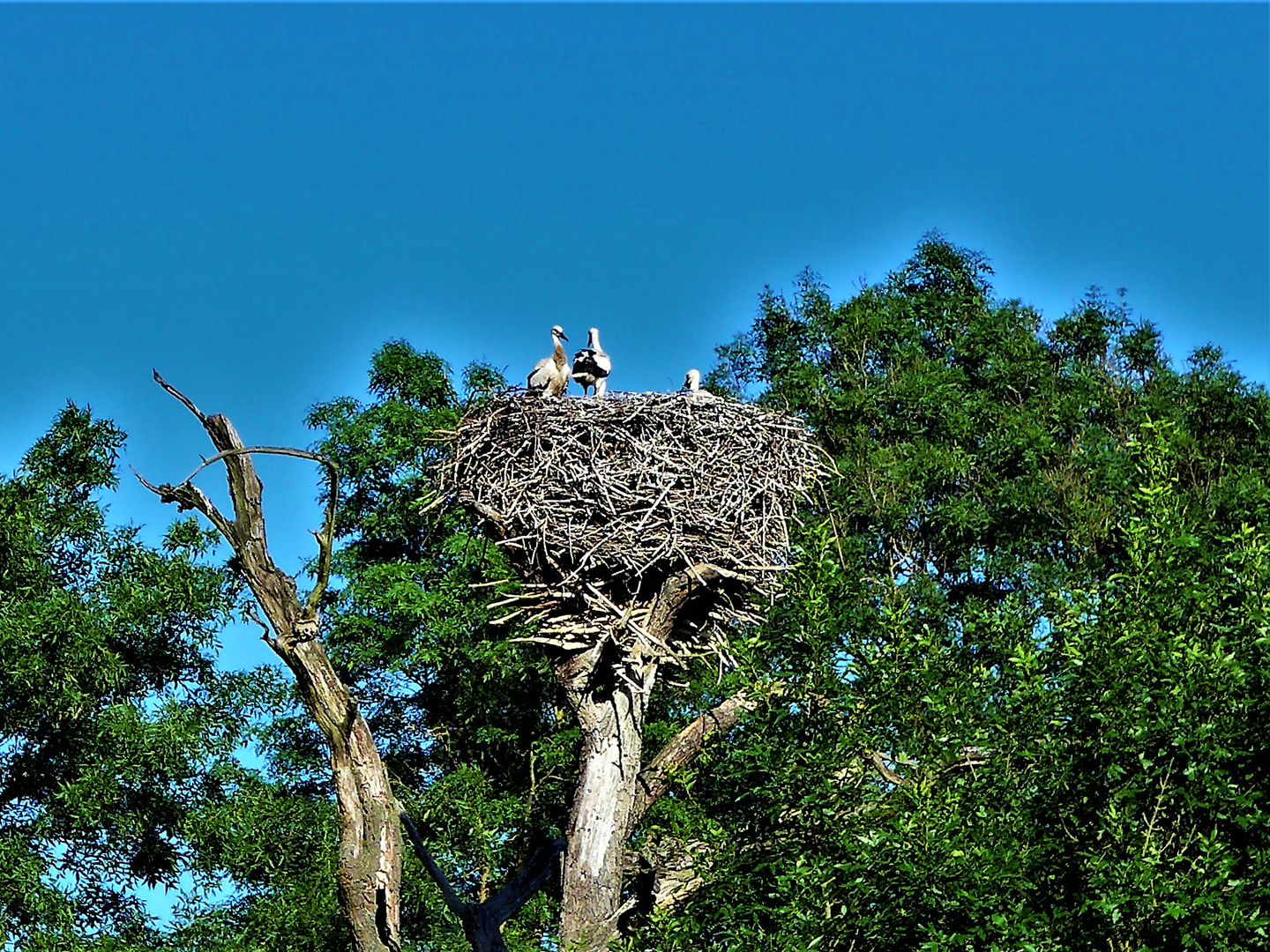 Storks