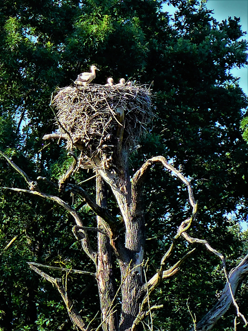 Storks