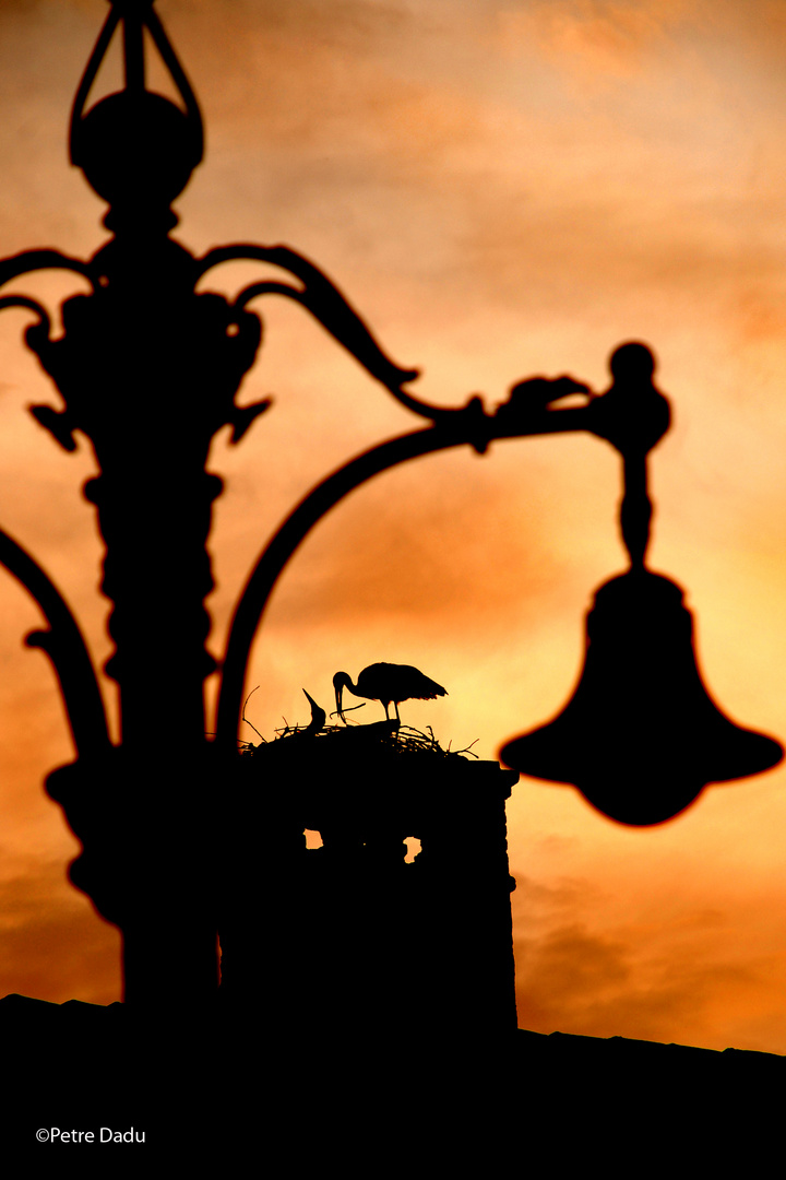 storks in Sibiu