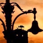 storks in Sibiu