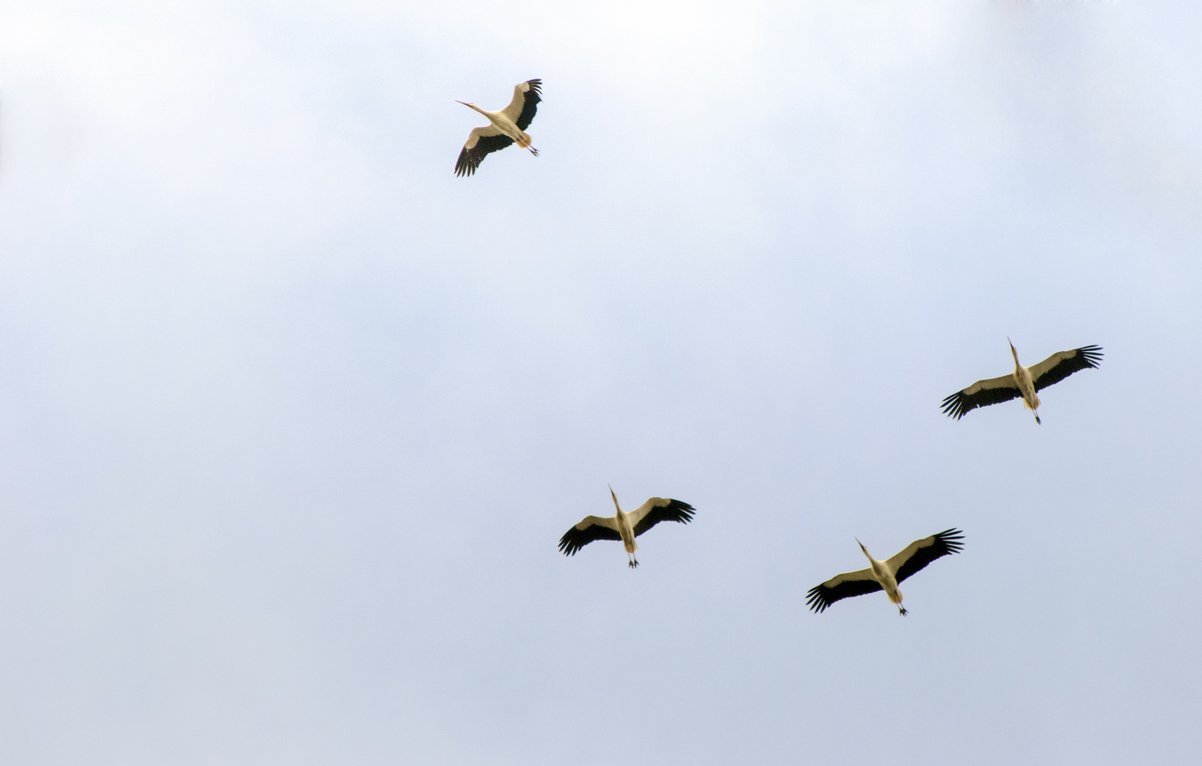 Storks migrating