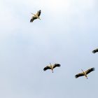 Storks migrating