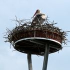 stork's nest