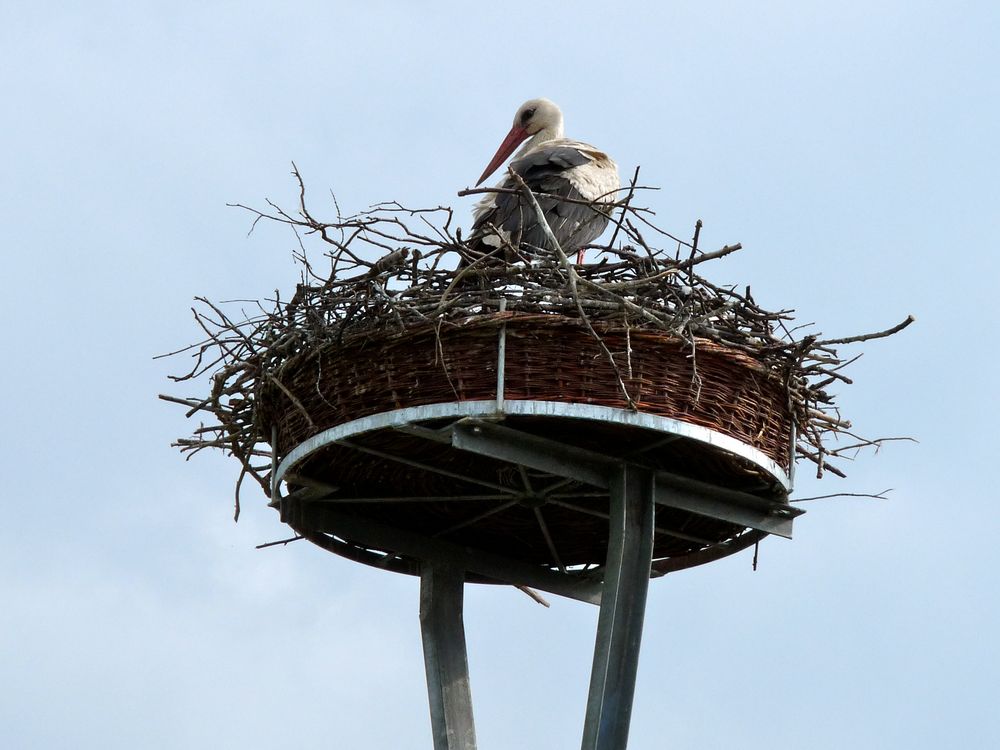 stork's nest