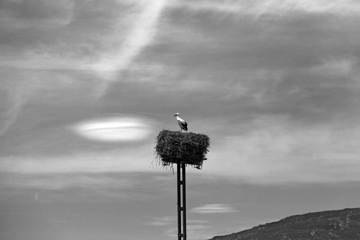Stork`s nest