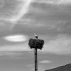 Stork`s nest