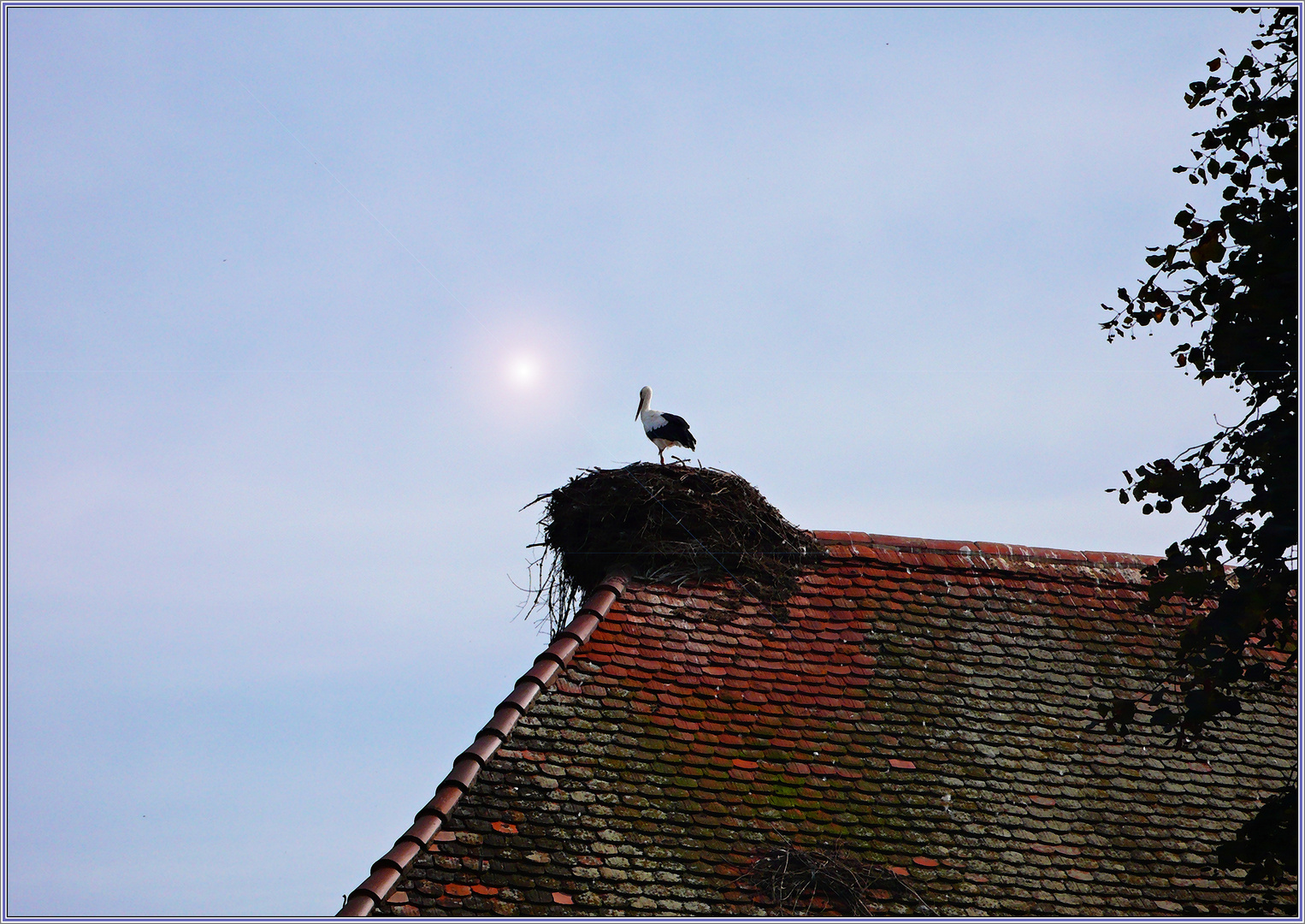 Stork's nest