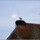 Stork's nest