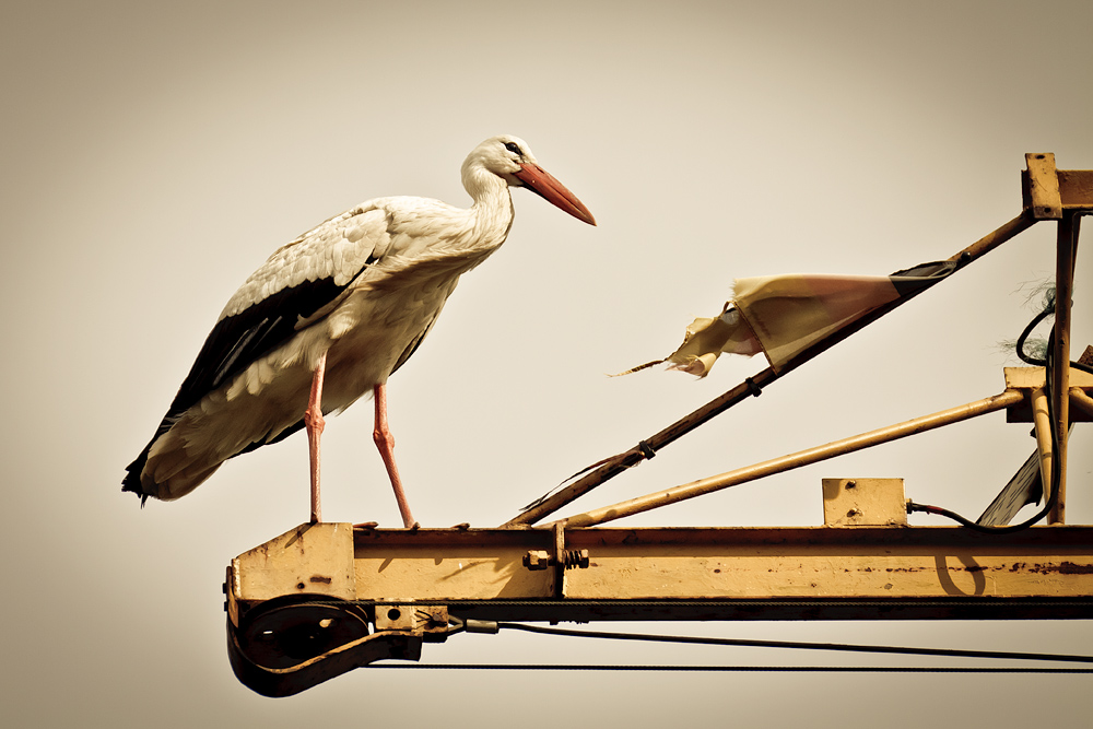 storks on a crane