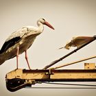 storks on a crane