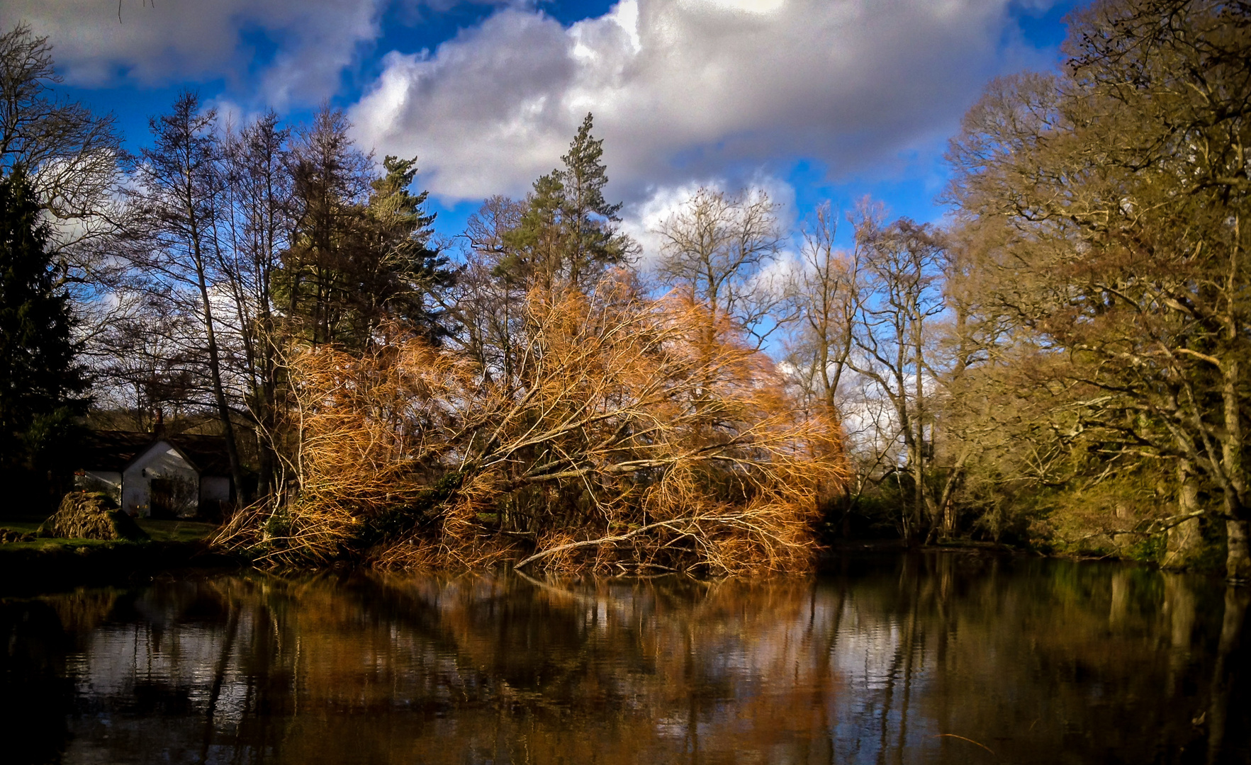 Storm-fallen tree