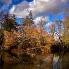 Storm-fallen tree