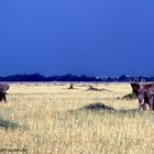 Storm in the Masai Mara / Serengeti