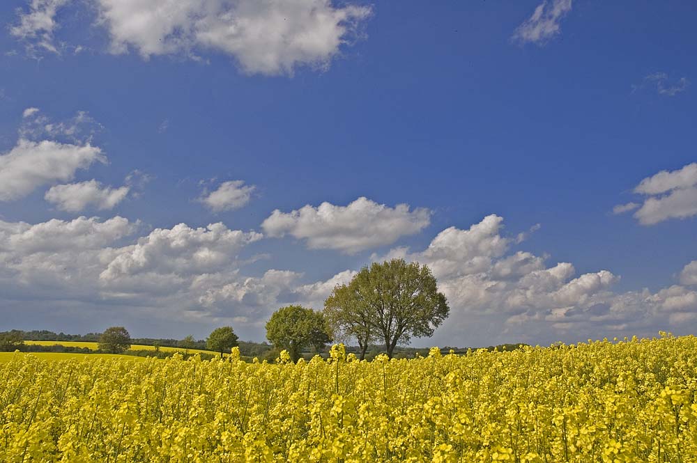 Stormarn in Gelb