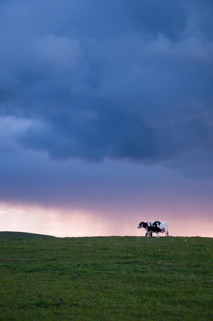 storming cows