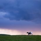 storming cows