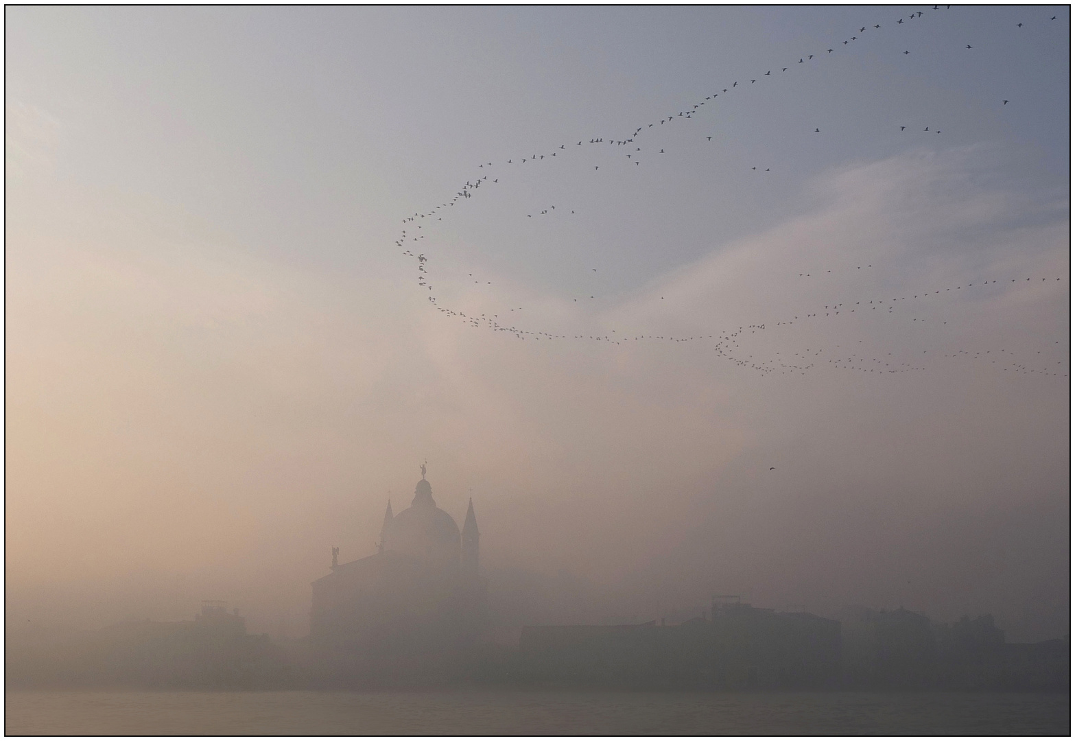 STORMO DI CORMORANI NELLA NEBBIA