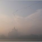 STORMO DI CORMORANI NELLA NEBBIA