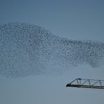 Stormo di storni e... trampoliere