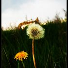 Stormy Flowers