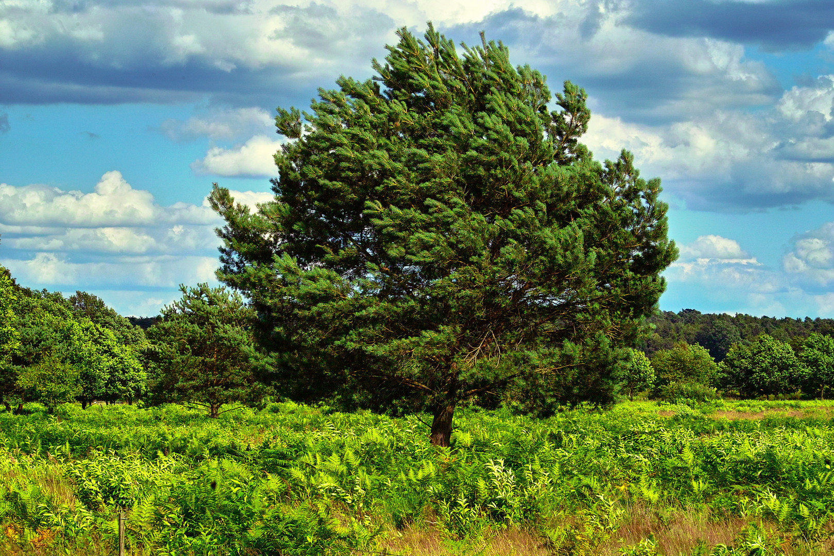 Stormy-Heide