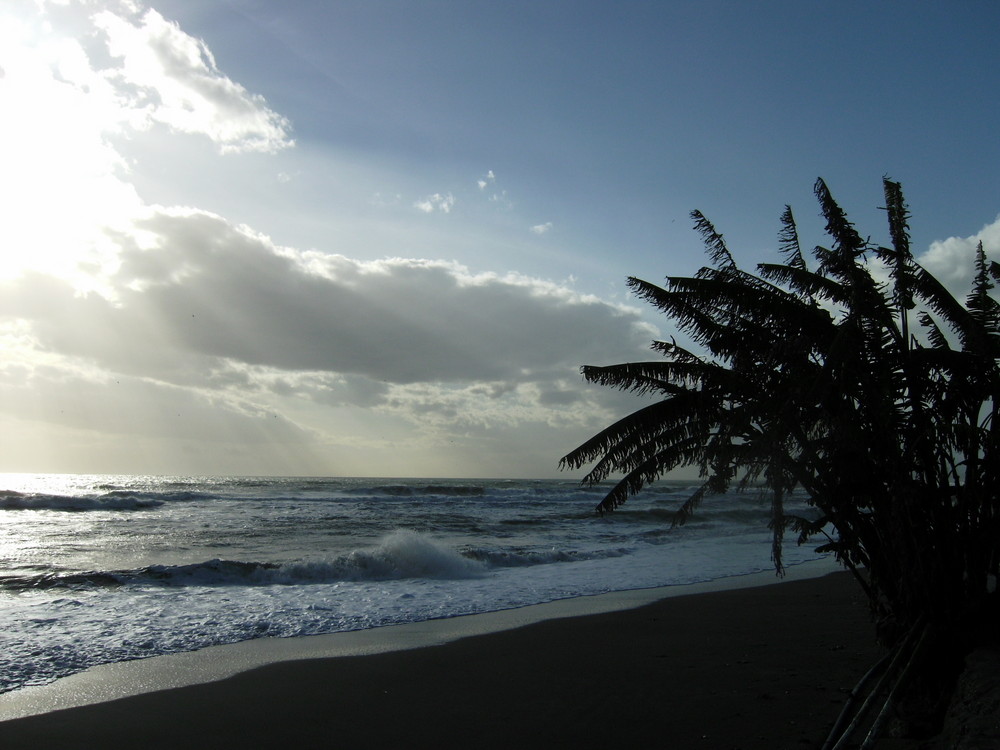 Stormy palms