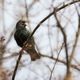 Storno Comune - Sturnus vulgaris