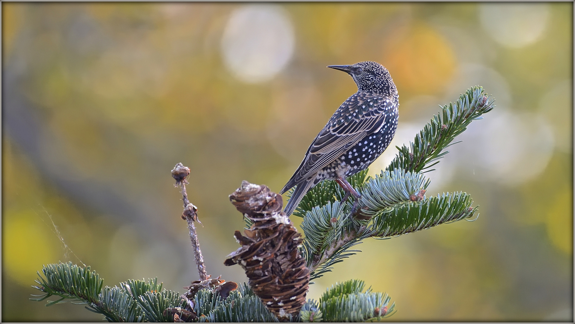 Storno - Sturnus vulgaris