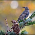 Storno - Sturnus vulgaris