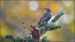 Storno - Sturnus vulgaris